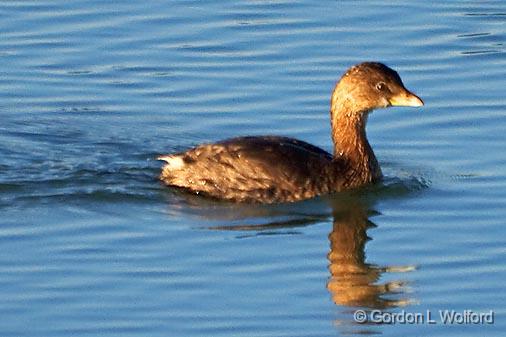 Pied-billed Grebe_26366.jpg - Pied-billed Grebe (Podilymbus podiceps) photographed near Breaux Bridge, Louisiana, USA.